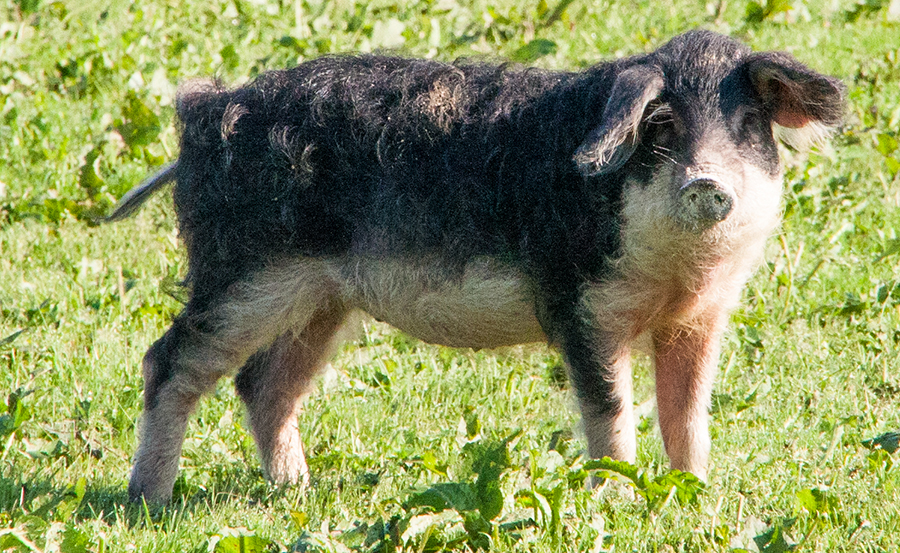 Schwalbenbuchiges Mangalitza Schwein